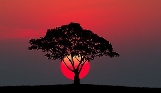 Baum Sonne Abendrot Silhouete